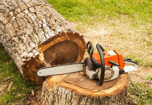 souche d'arbre
