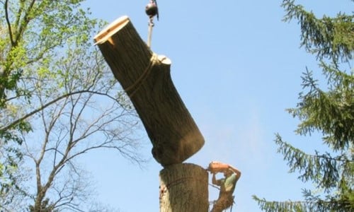 abattage d'arbres