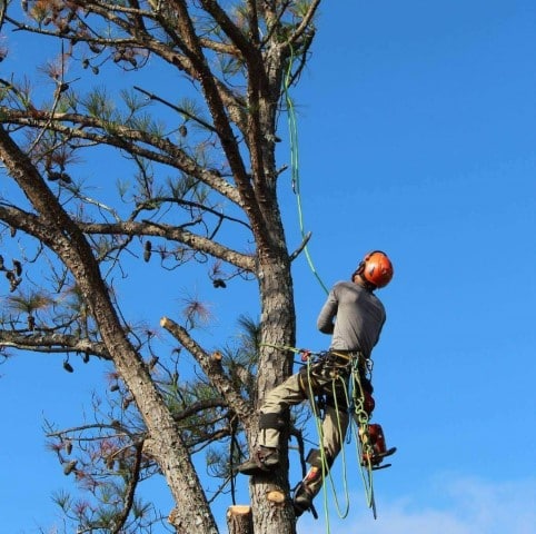 élagueur grimpeur arbre
