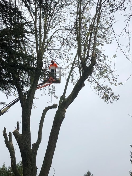 elagage d'arbres nacelle