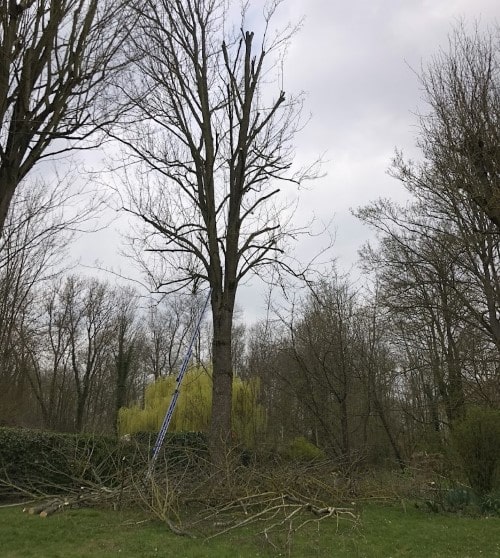 taille grand arbre