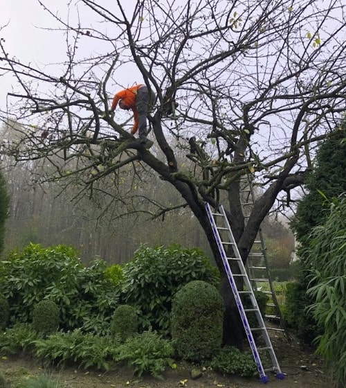 taille d'arbres par elagueur